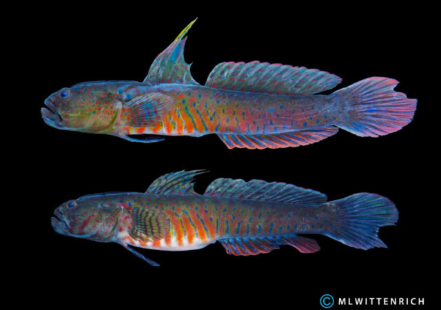 Crested Oyster Goby-加密中的gobiodes-相当看！（图片由Matthew L. Wittenrich提供）
