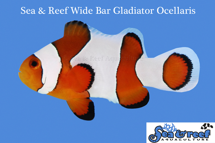 海洋和礁水产养殖的宽酒吧角斗士小丑鱼