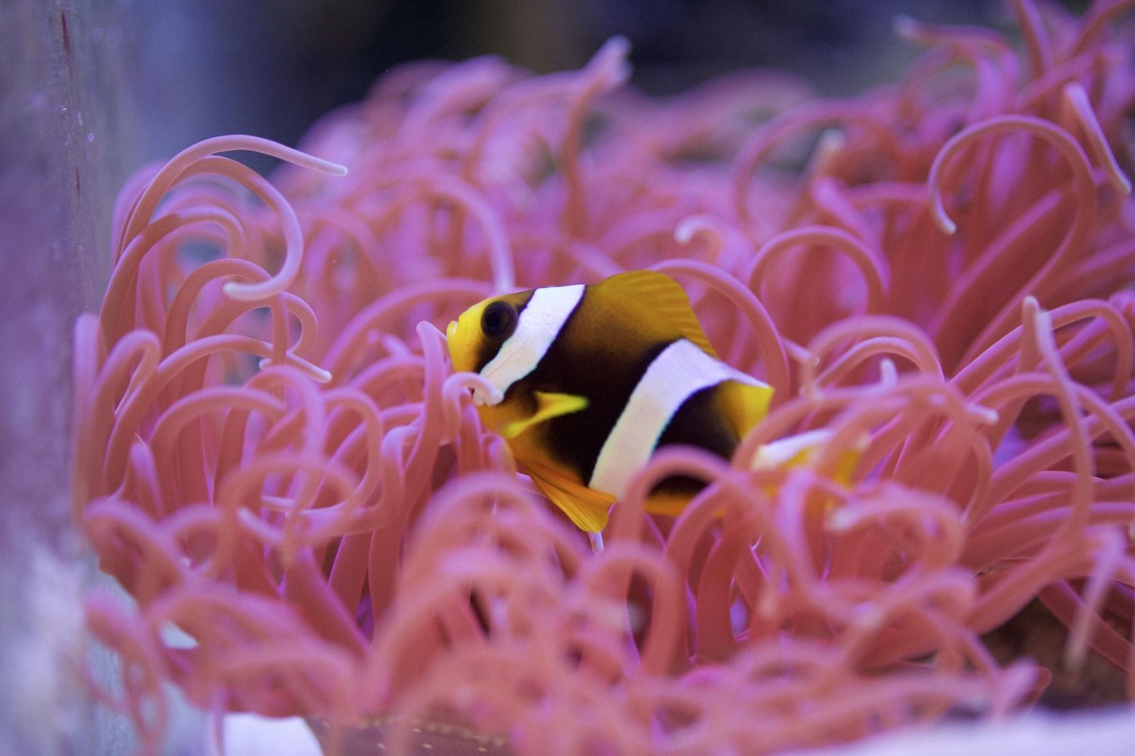 被罗斯Deangelis提供的Madagascar Clownfish的俘虏繁殖的Amphiprios Latifasciatus。