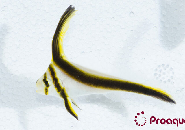 由Proaquatix大量引进的圈养斑马鱼(Equetus lancolatus)。