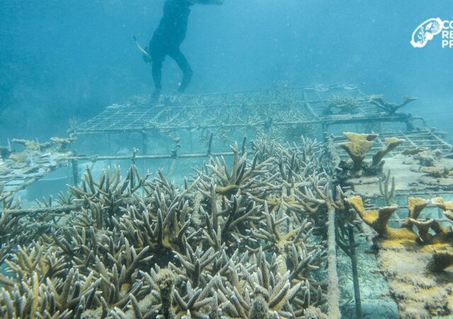 2013 nurseries at Whipray Caye (installed Earthday with Avadon Divers) — at Whipray Caye Lodge.