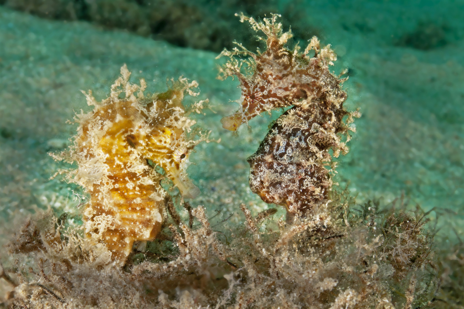 Hippocampus hippocampus (Short-snouted seahorse). Photo by Gino Meskens/Guylian SOTW