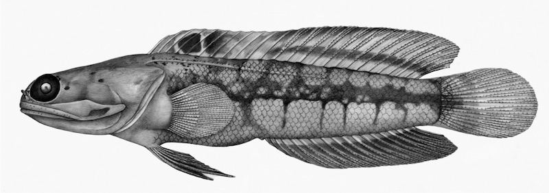 青花石斑鱼的插图