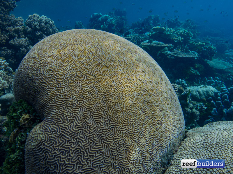 giant-brain-coral-4