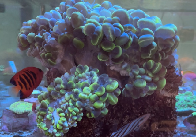 24岁的泡沫珊瑚与火焰神仙鱼和铜带蝴蝶鱼必威官网登录随行版
