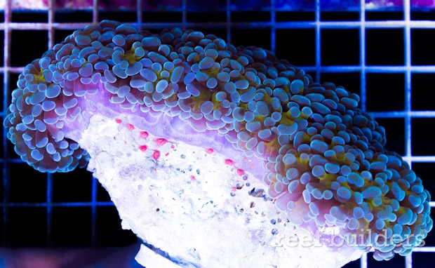 金哈姆达尔珊瑚
