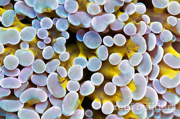 金哈姆达尔珊瑚