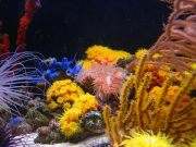 Mariusz-Sun-Coral-Reef-2