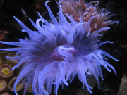 Mariusz-Sun-Coral-Reef-4