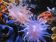 Mariusz-Sun-Coral-Reef-5