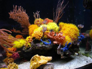 Mariusz-Sun-Coral-Reef-8