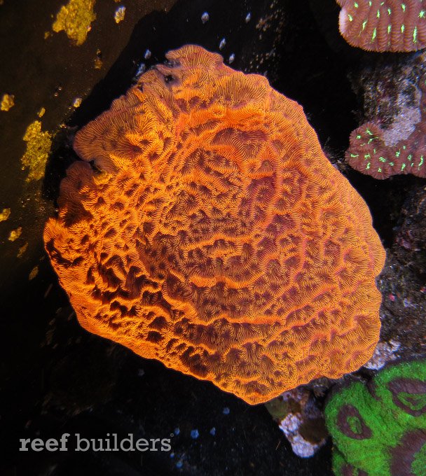 Leptoseris corals are also not the easiest to keep since too much light can easily bleach it