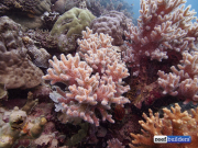 礁石建筑软珊瑚sinularia-10.jpg