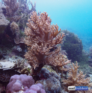 礁石建筑软珊瑚辛拉利亚11.jpg
