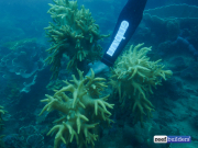 珊瑚礁建筑软珊瑚辛拉鲁利亚-2.jpg
