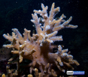 珊瑚礁建筑软珊瑚辛拉利亚-4.jpg