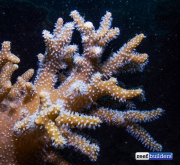 珊瑚礁建筑软珊瑚辛拉利亚-5.jpg