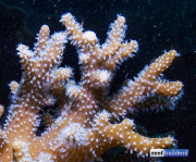 珊瑚礁建筑软珊瑚辛拉鲁利亚-6.jpg