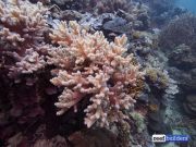 礁石建筑软珊瑚辛拉利亚-9.jpg