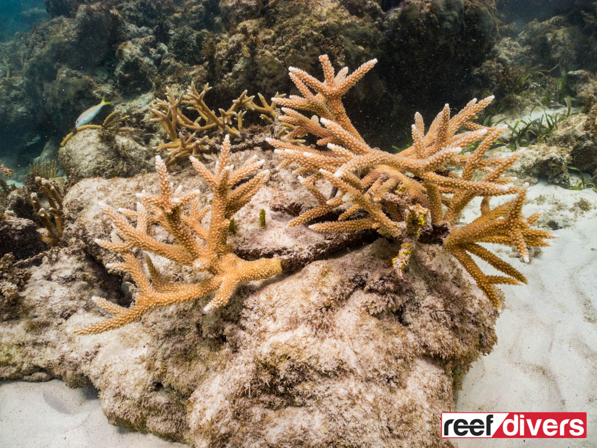 多米尼加共和国鹿角珊瑚的恢复