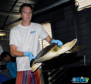 被标记后，绿海龟被返回其坦克 - 图像由ORA提供，版权所有2010年。