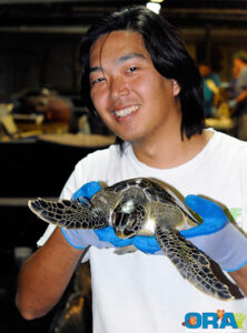 orastaff member Mike Park returning a turtle to its holding tank after being tagged - image courtesy ORA, copyright 2010.