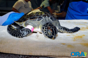 这只少年绿海龟正在等待被标记和分类 - 图像由ORA提供，版权所有2010年。