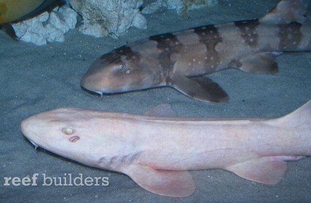丹佛水族馆的白化猫鲨带有彩色猫鲨
