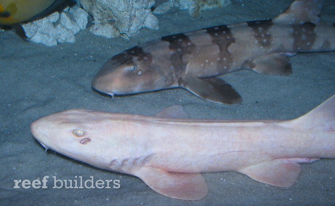 丹佛水族馆的白化猫鲨和彩色猫鲨