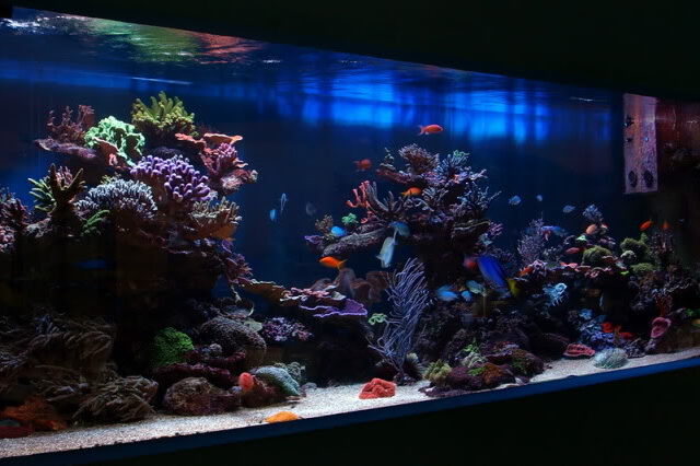 斯洛瓦尼亚的Borust Asjan Reef Tank :: Reefbuilders.com
