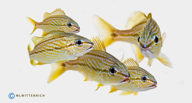 Subadult French Grunts raised at the Tropical Aquaculture Laboratory. Photo by Matt Wittenrich