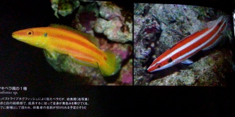 A page from the newest edition of Marine Aquarist no. 70 edition showing the same red/white Bodianus as it grows into a yellow Bodianus 