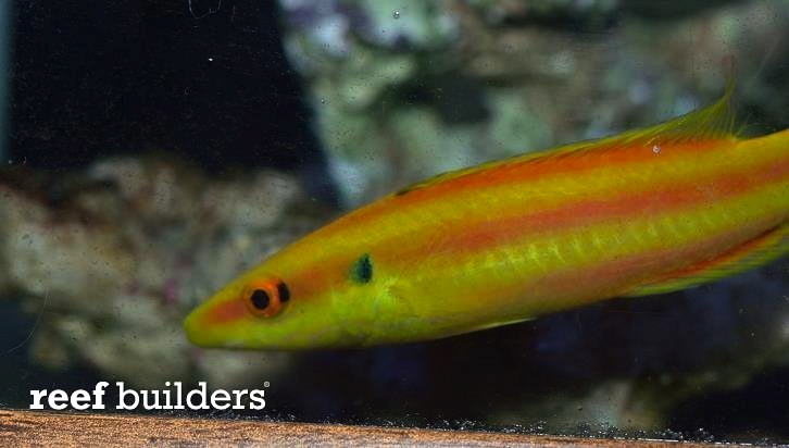The first ever Bodianus 