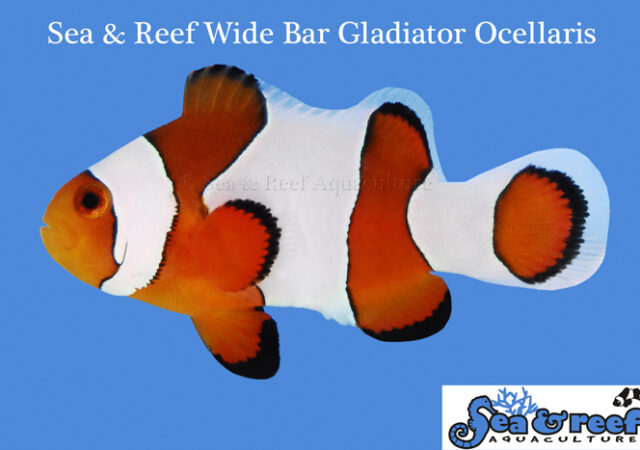 宽酒吧角斗士小丑鱼的海洋和珊瑚礁水产养殖