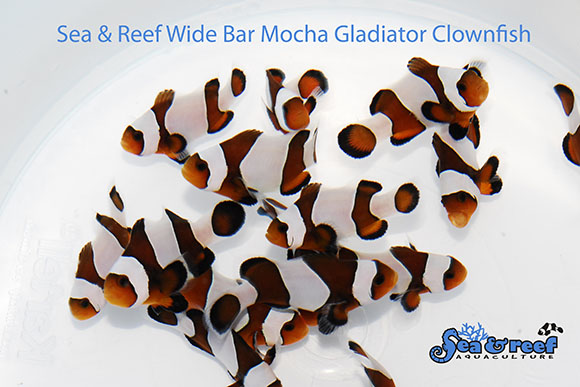 Sea & Reef推出了宽条角斗士摩卡小丑鱼——是的，你以前从未见过。