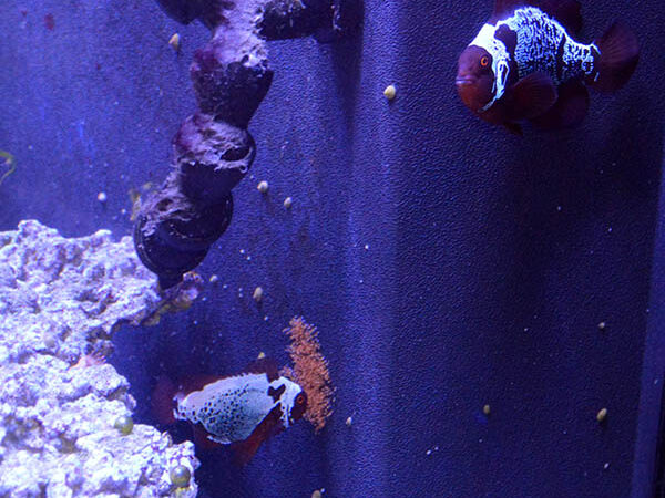 2014年10月3日，F1 Lightning X Lightning X Lightning X Lightning Marownfish的第一个记录产卵。
