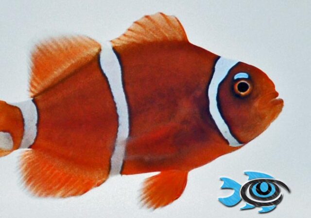 Pearl Eye Goldflake Maroon小丑鱼，鱼眼水产养殖。