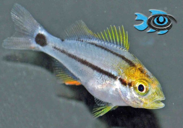 Captive-bred Porkfish from Fisheye Aquaculture bring another pelagic spawner to the commercial market.