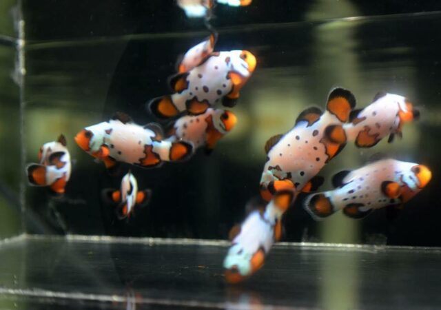 Mocha Frostbite Clownfish - a new hybrid and genetic combination has become available.