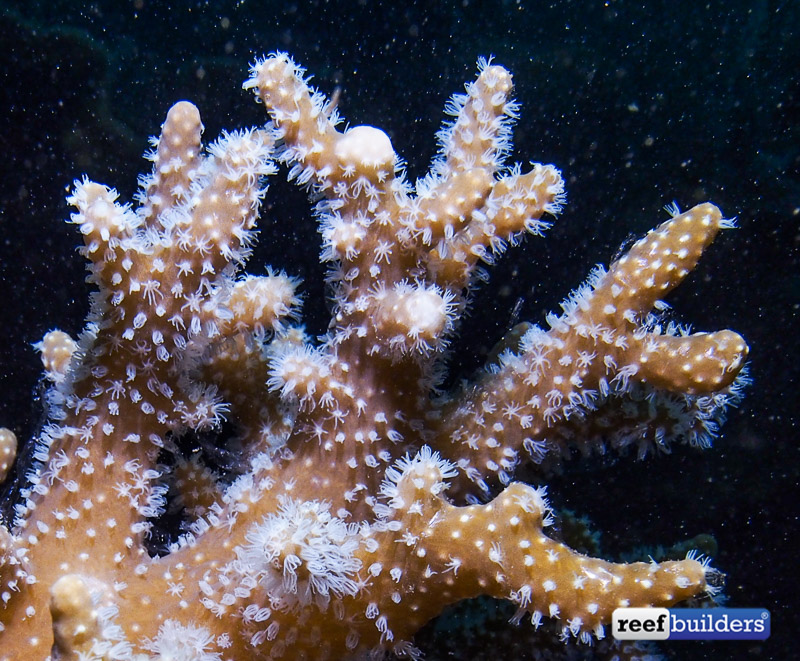 珊瑚礁建筑软珊瑚辛拉利亚-6