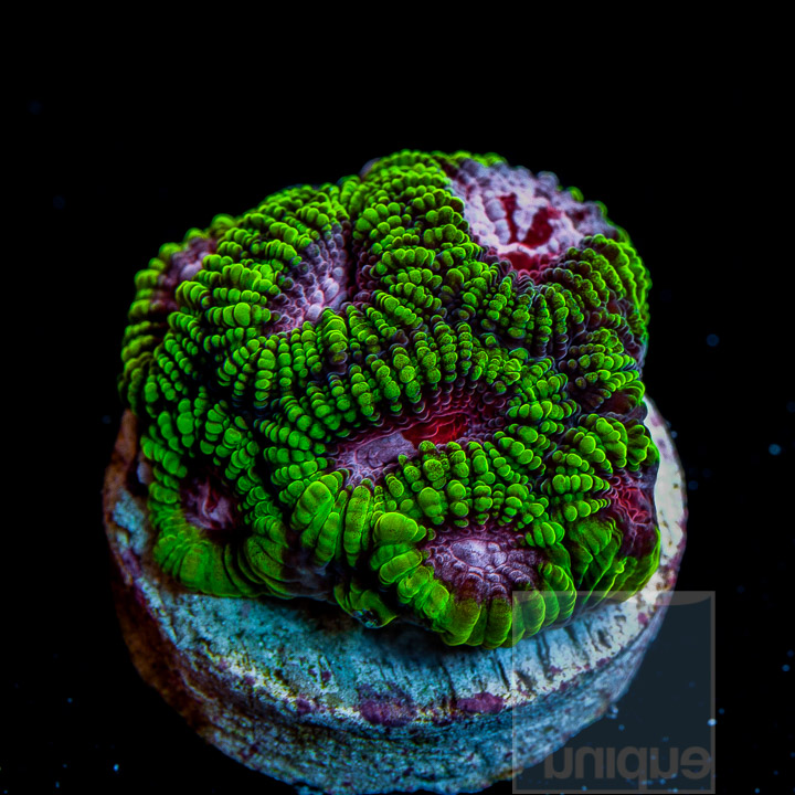 Unique Corals