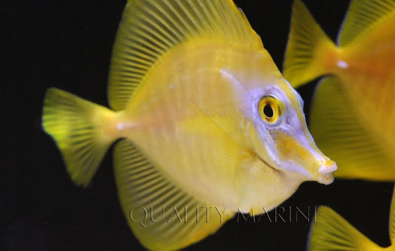 Some of the captive bred yellow tangs seem to have overcome their initial paleness