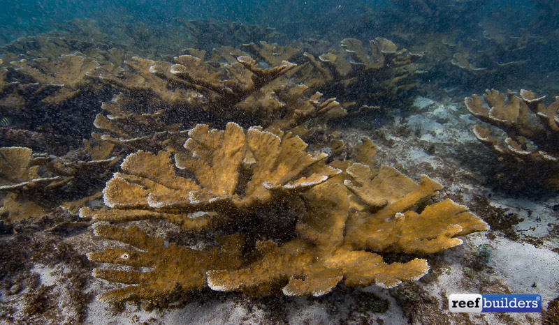 acropora-palmata-elkhorn-coral-6
