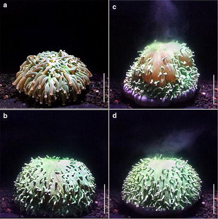 Heliofungia actiniformis的脉冲充气驱除藻类。在26°C的适应珊瑚。收缩前的B最大通货膨胀。C收缩和驱逐动物Xanthelae。D即使在驱逐后，珊瑚也经常保持一定的通胀水平。比例尺5厘米