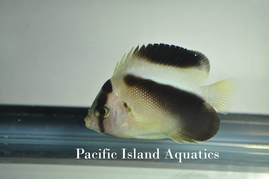 griffis-angelfish-juvenile