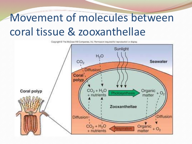 该图显示了藻类和珊瑚的光合作用和细胞呼吸。