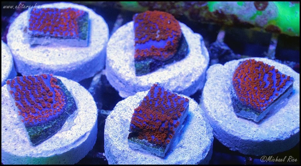 These Montipora frags were cut thin but also thick enough that it did not detract from the structural support. Photo by Michael Rice.