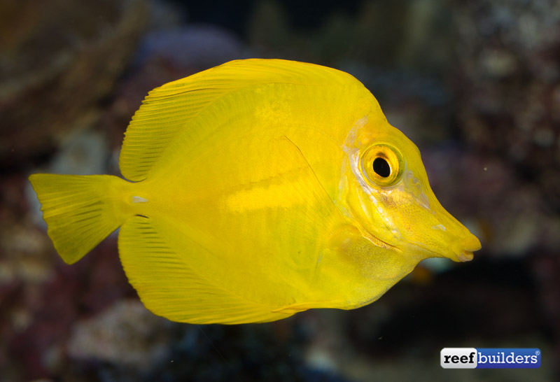 captive-bred-yellow-tang-2