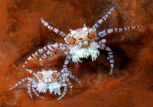 Two Pom Pom crabs on a sponge in Indonesia. Photo by Marchione Giacomo