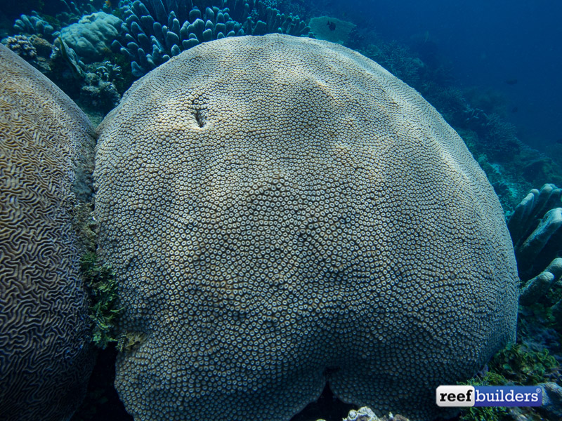 giant-brain-coral-1